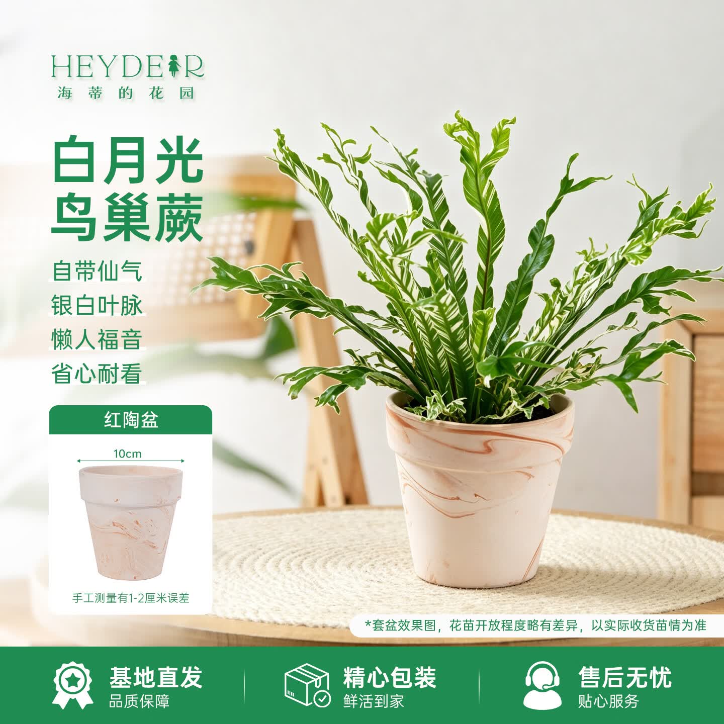 海蒂的花园旗舰店鸟巢蕨蔓绿绒花卉植物室内花办公室桌面绿植盆栽 白月光鸟巢蕨9cm盆+红陶盆