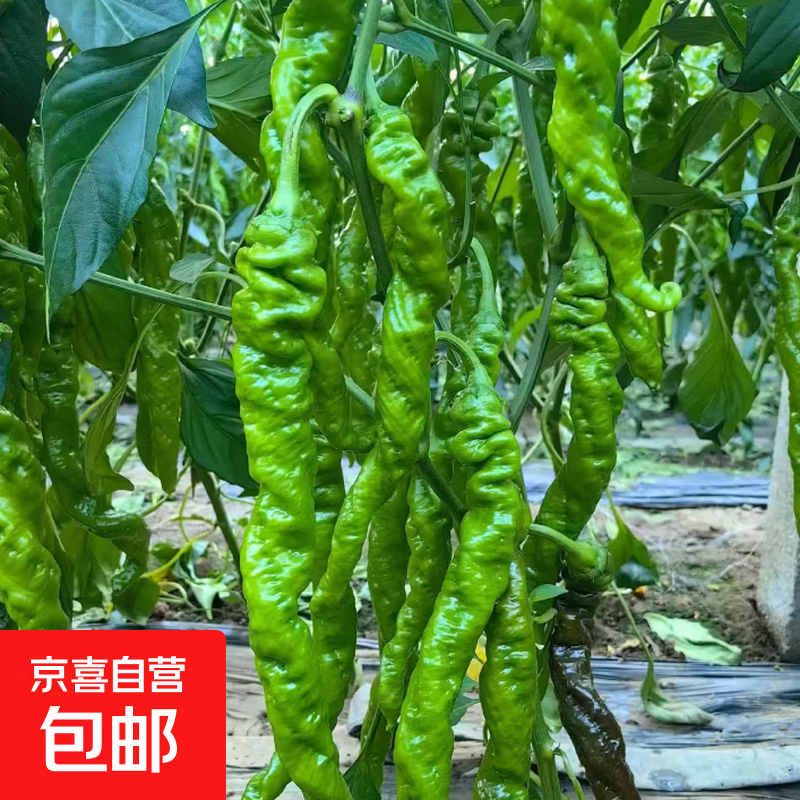 新鲜薄皮螺丝椒口感脆嫩香辣浓郁农家直供当季青辣椒家常炒菜蔬菜 山东螺丝椒2斤（净重1.8斤）