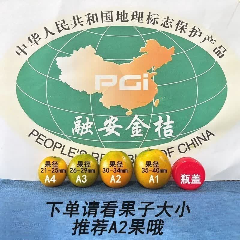 【正宗融安滑皮金桔】纯甜独立装当季新鲜脆甜蜜金桔带皮吃水果 融安果园精品直发【单果16g+】 A1+标王【51-62个】独立包装