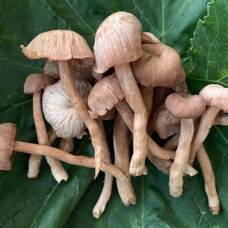 2024年新鲜菌云南特产菌500克皮条菌 2024年新鲜菌云南特产菌