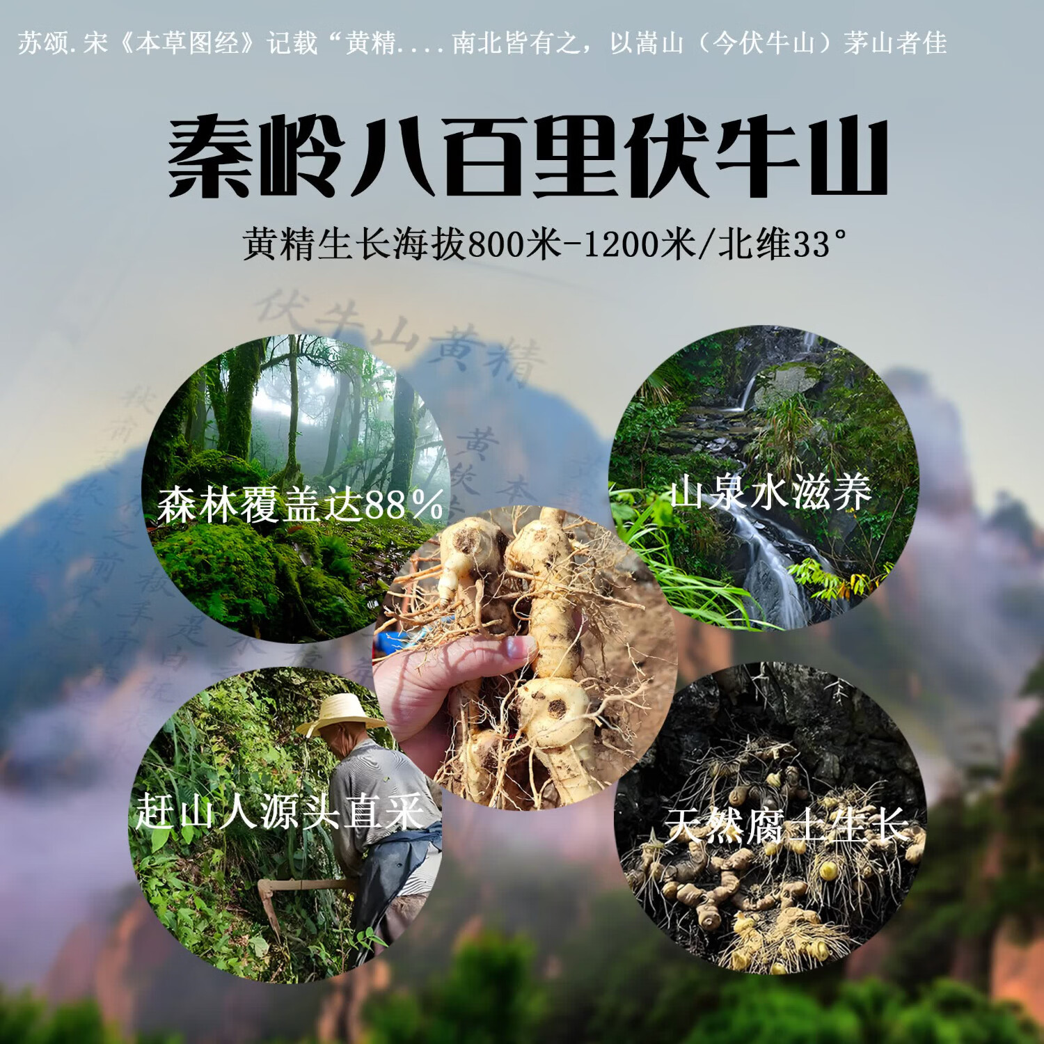 秦岭赶山人野挖黄精原料250g自然晾晒无硫伏牛山直发煲汤泡酒好原料 伏牛山野挖多花黄精 100g*1袋