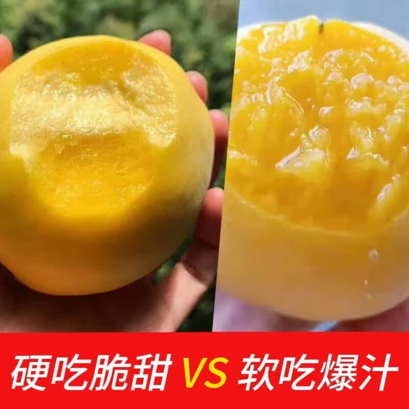 蒙阴黄桃正宗山东临沂黄毛红油桃蜜甜新鲜桃子水果礼盒端午节送礼 3.5斤果王礼盒装【单果150g-175g】 50老树新鲜现摘现发【京东顺丰-多地次日达】