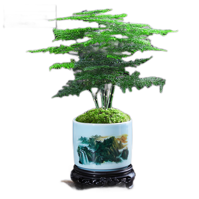 如何查京东绿植盆栽最低价格|绿植盆栽价格历史