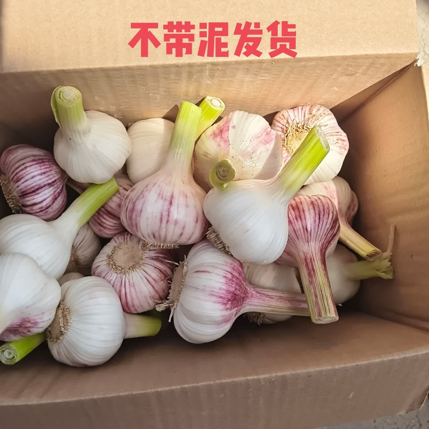 【热销不带泥】蒜头26年新鲜现摘大蒜蔬菜生鲜蒜糖醋蒜腊八蒜 净重4.8斤装鲜蒜【4-7厘米】