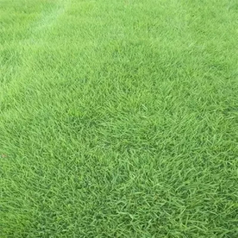 花友秀 草坪种子剪股颖a1匍匐型净籽 四季青草籽高尔夫球场庭院别墅