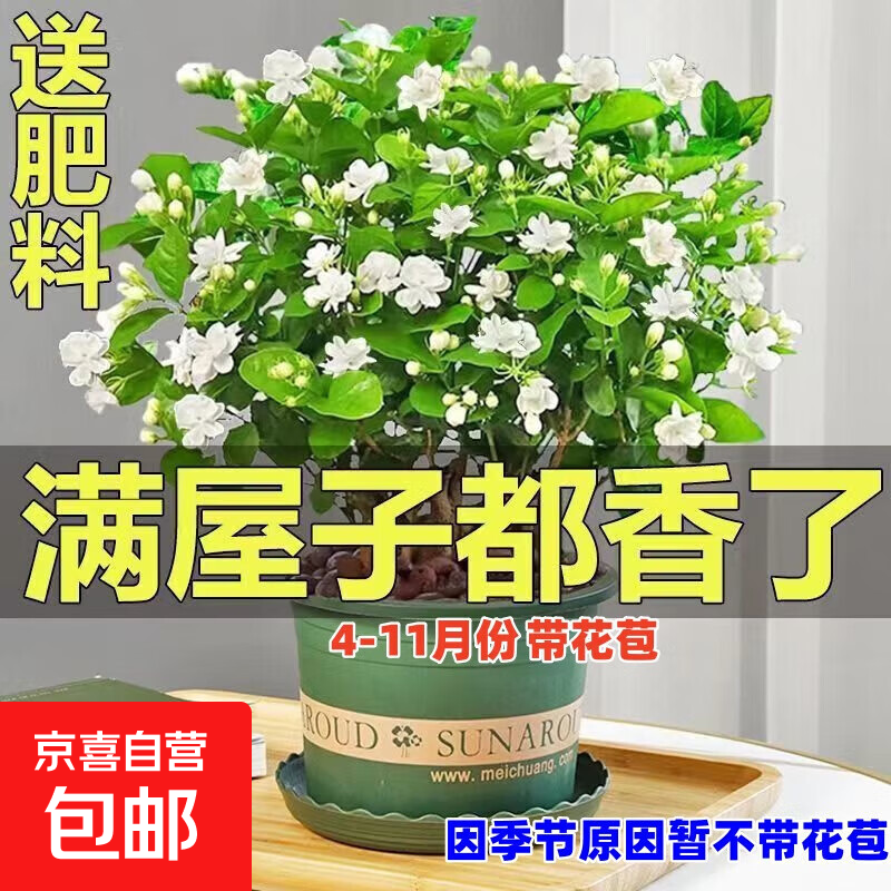 茉莉花盆栽树苗九里香老桩绿植物室内好养易活一年四季都开的花卉 03：大份茉莉花【4-6颗】花苞饱满