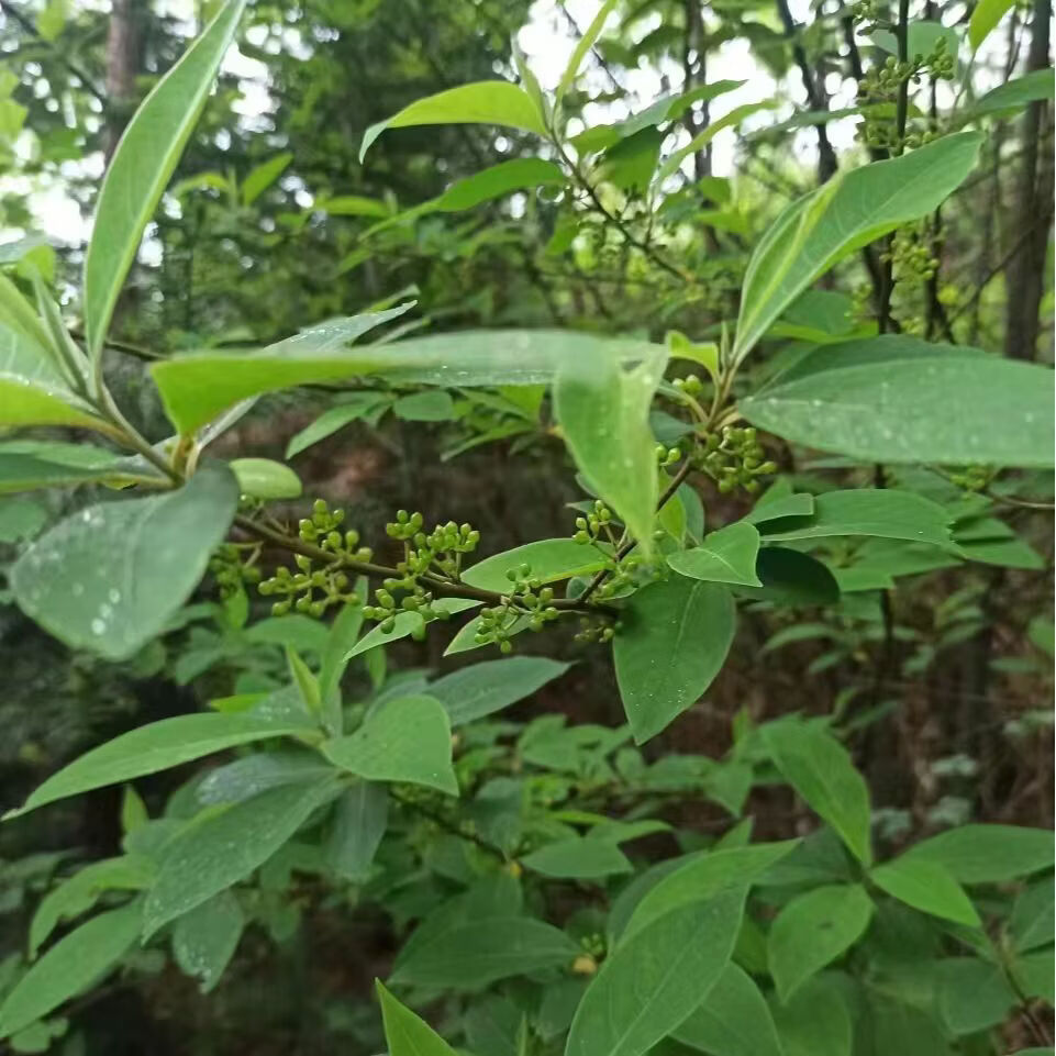 新鲜现摘木姜子山苍子木香子木樟子山胡椒山姜子辣姜子顺丰包邮 现摘木姜子 大小随时间推移慢慢变大 2斤