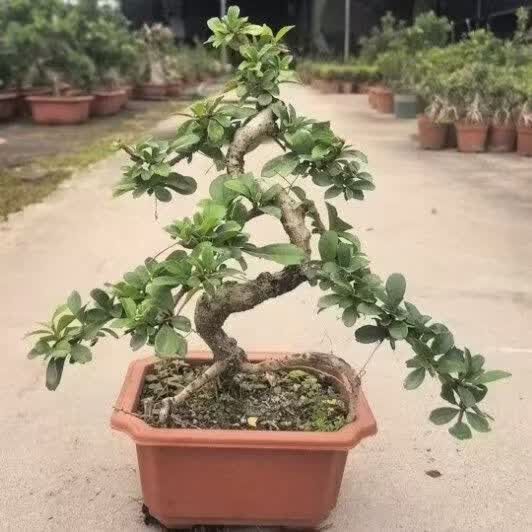 蓝谷花语s型福建茶老桩盆栽客厅好养禅意绿植花卉四季常绿植物办公桌桌摆 中号提根S款老桩福建茶原盆(35-45厘米高) 含盆正品热卖