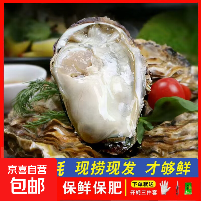 鲜活乳山生蚝新鲜牡蛎海蛎子5斤箱 3XL中蚝（11-16只每箱）净重5斤生蚝