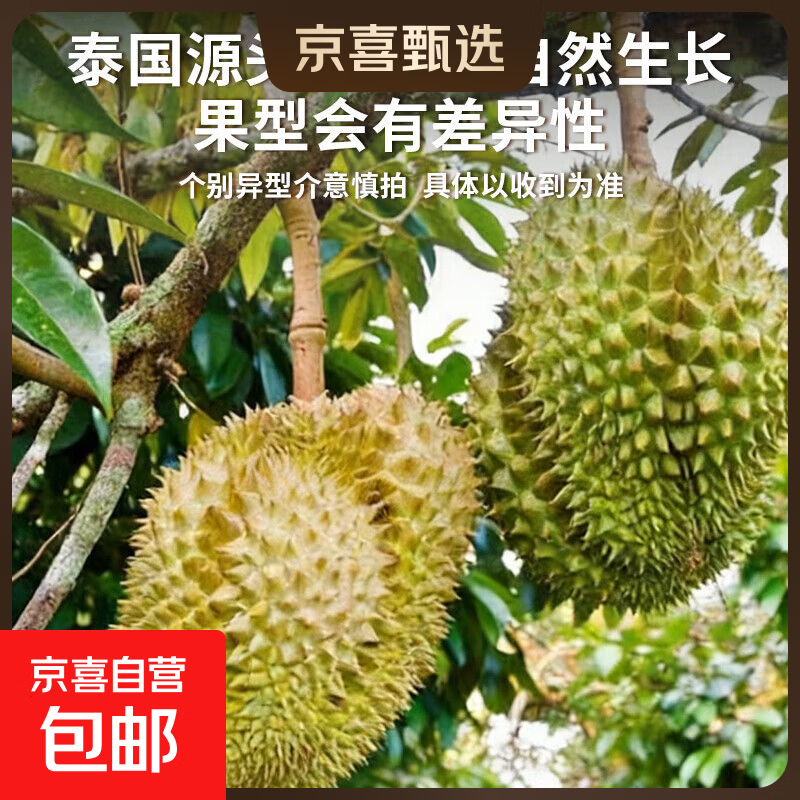 5月25日前从泰国顺丰包邮饱满果型金枕榴莲整果正宗当季进口水果 金枕巨无霸果王（净重12-15斤）保4房