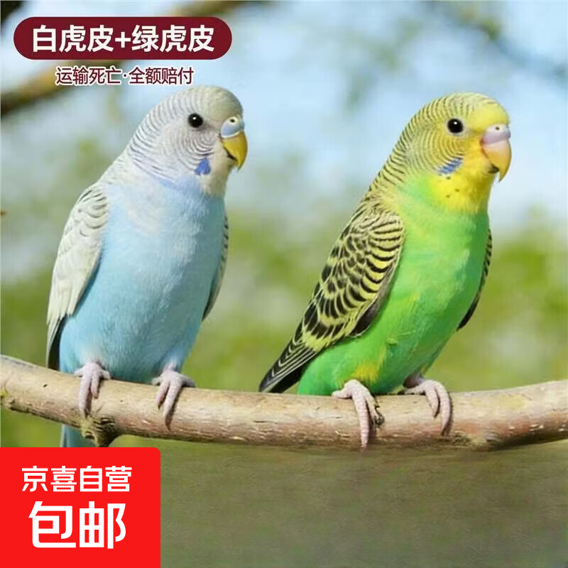 鹦鹉活鸟虎皮鹦鹉鸟类小鸟会学说话的鸟手养宠物小型鹦鹉一公一母 虎皮白+绿一公一母