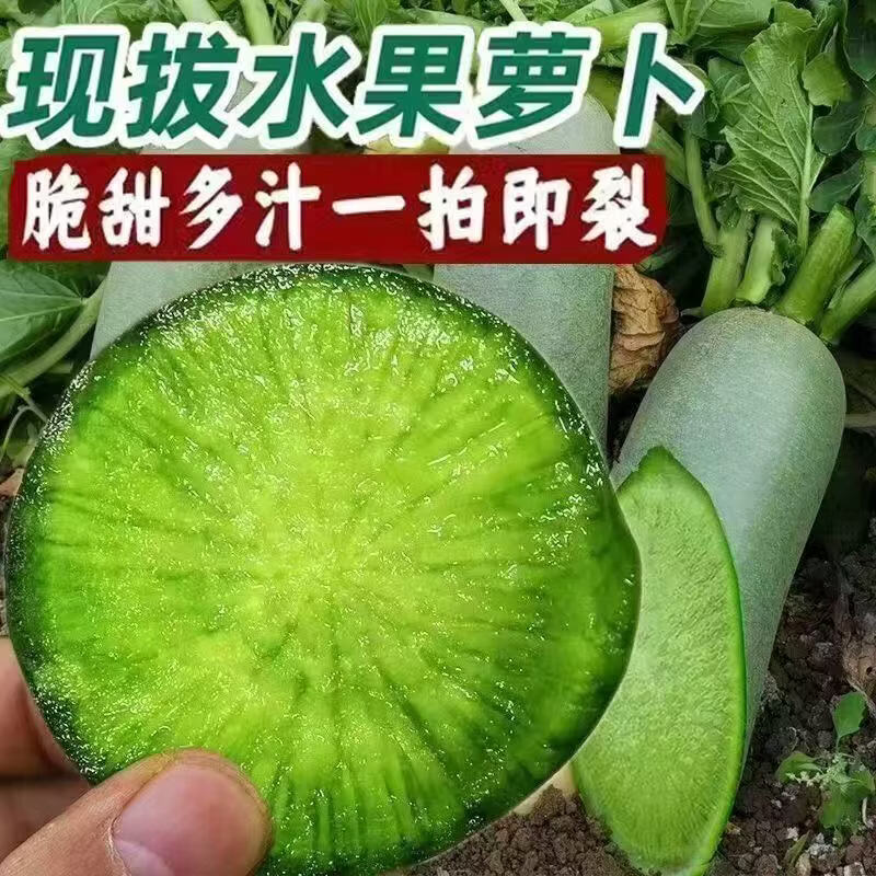臻菜嫂潍坊水果萝卜生吃新鲜正宗山东潍县脆甜青萝卜现货直发水果萝卜 青萝卜5斤