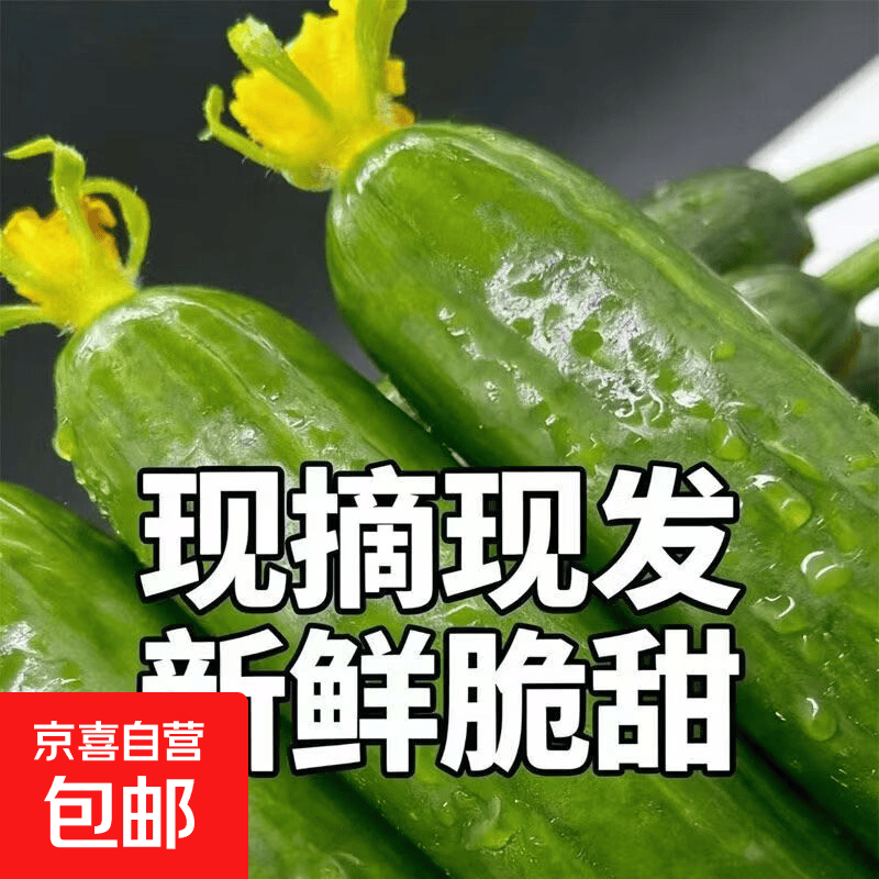山东水果黄瓜新鲜生吃小黄瓜青瓜蔬菜时令蔬菜即食 黄瓜新净重 5斤 5斤