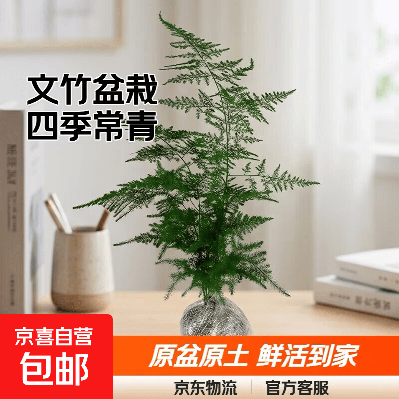 文竹盆栽绿植花卉盆景植物室内客厅水培文松云竹文竹大苗四季常青 小文竹【1颗】原盆原土球发货 高度15-25cm