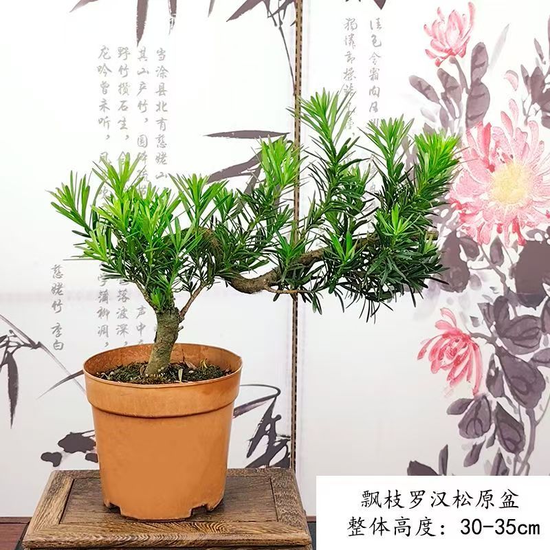 蓝谷花语罗汉松盆栽室内外正宗雀舌绿植阳台户外庭院老桩造型高档盆景 稀缺飘枝贵妃罗汉松(不带盆发货)