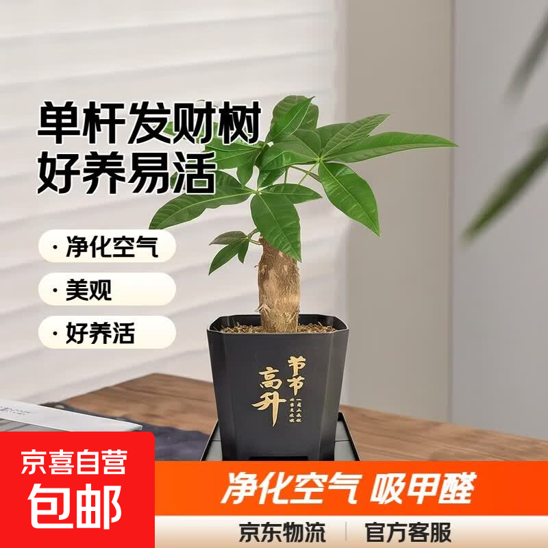 【带盆高度约15-25cm】发财树盆栽室内植物客厅办公室吸甲醛好养 单杆发财树+塑料节节高升盆+小方底座 花盆直径约8cm