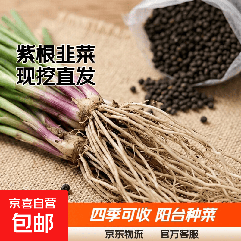 韭菜根苗现挖宽叶紫根韭菜苗紫红根四季阳台盆栽种菜籽绿色蔬菜苗 今日特惠100棵+肥料