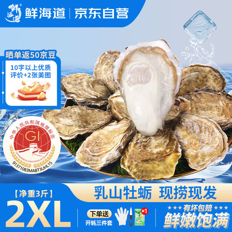 鲜海道乳山生蚝鲜活乳山牡蛎2XL 净重3斤 9-13只 生鲜海鲜 源头直发送礼