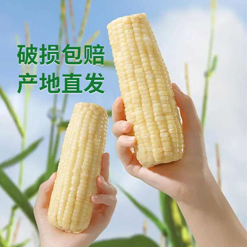 蔬果恋仁宁夏糯玉米新鲜甜糯玉米真空装大白糯玉米代餐粘糯甜玉米棒批发 甜糯玉米5斤 【6-10根】 正宗宁夏粘玉米【真空包装】