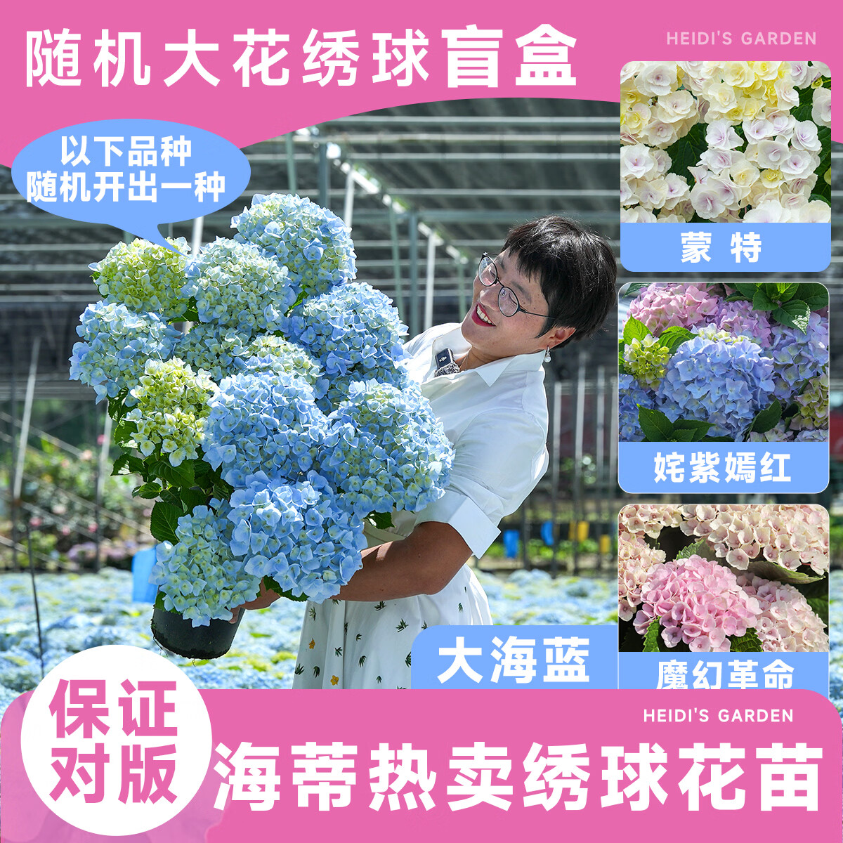 海蒂的花园绣球花盲盒 19.8元 - 聚合线报