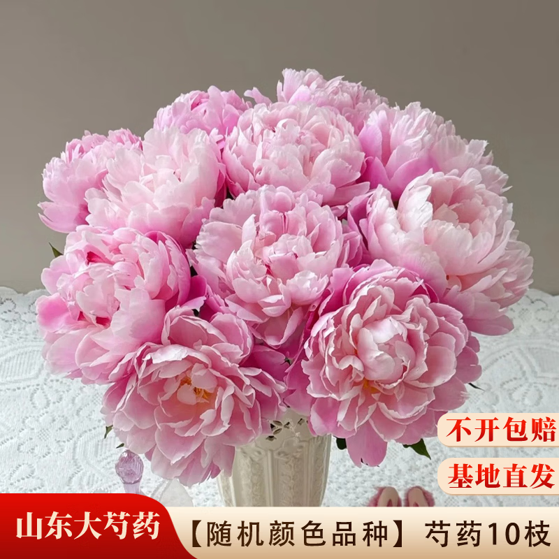 京东鲜花山东A级大头芍药【随机颜色品种】10枝基地现采新鲜源头直发