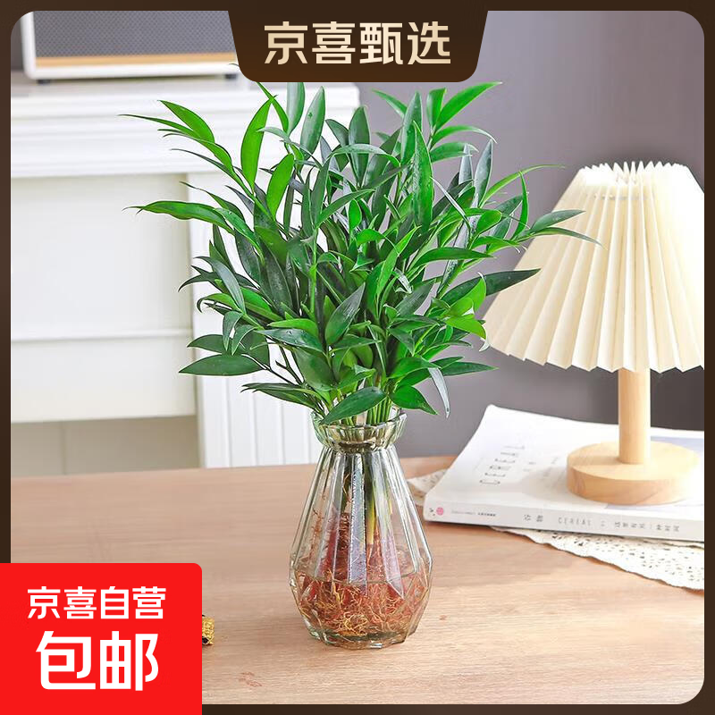 驱蚊竹柏水培植物大棵室内水养绿植花卉盆栽办公室桌面驱蚊草好养 精选竹柏10棵+透明钻石瓶+肥+石