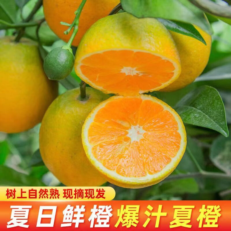 您家橙湖北秭归夏橙当季新鲜橙子现摘手剥甜橙孕妇水果酸甜多汁 秭归夏橙净重4.5斤101g