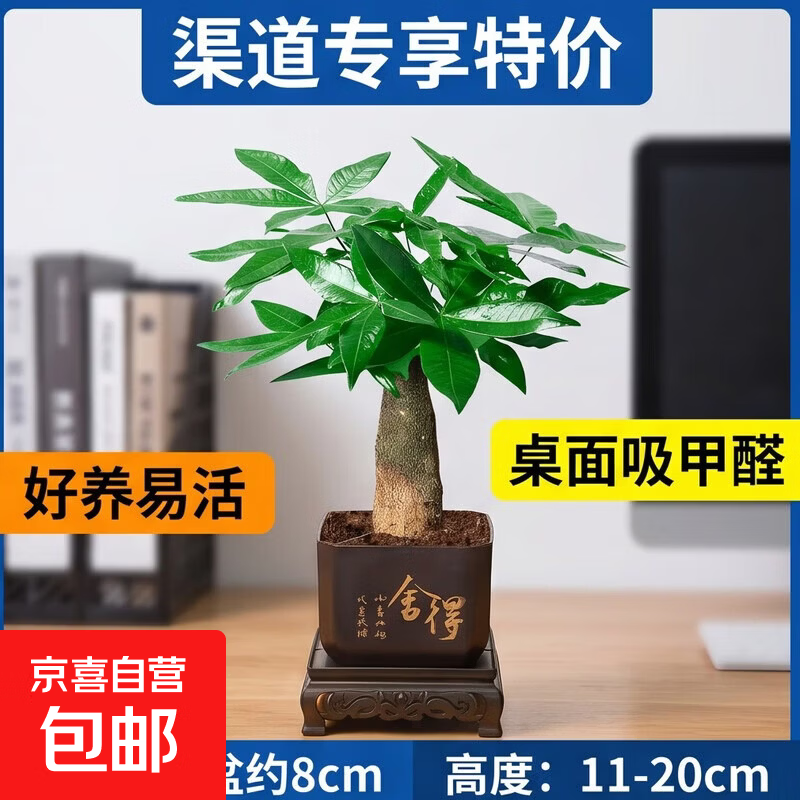渠道专享特价发财树盆栽绿植室内植物办公室客厅桌面吸甲醛好养花 单杆发财树+塑料四方舍得盆+小方底座 花盆直径约8cm