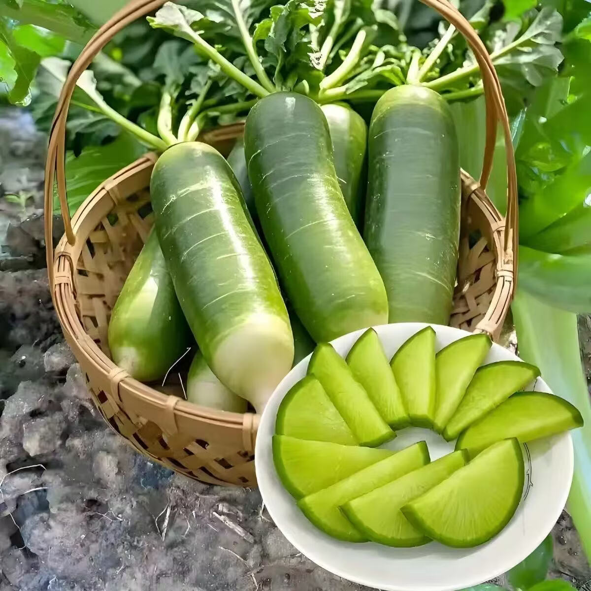 臻菜嫂潍坊水果萝卜生吃新鲜正宗山东潍县脆甜青萝卜现货直发水果萝卜 青萝卜5斤