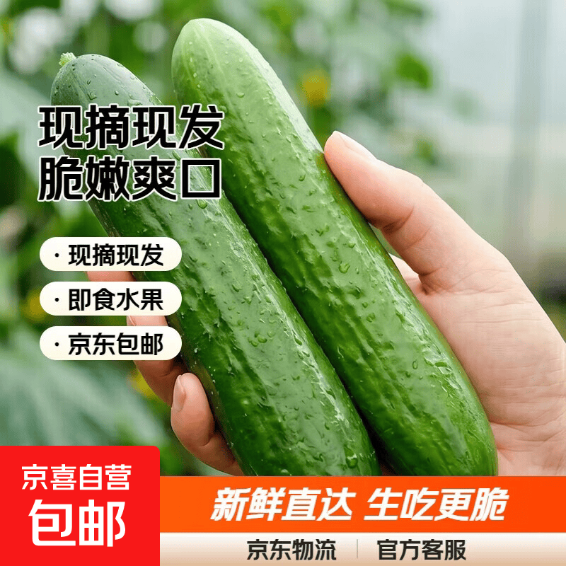 现摘现发水果黄瓜新鲜生吃脆嫩爽口整箱包邮 带箱5斤装净重4.5斤单果70g+