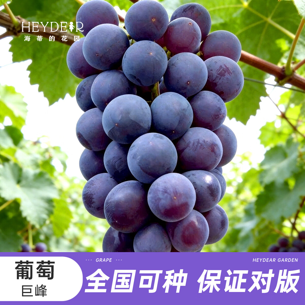 海蒂的花园海妈家葡萄树苗盆栽苗阳台庭院果树带土南方北方种植对版好养果树 葡萄巨峰1加仑盆