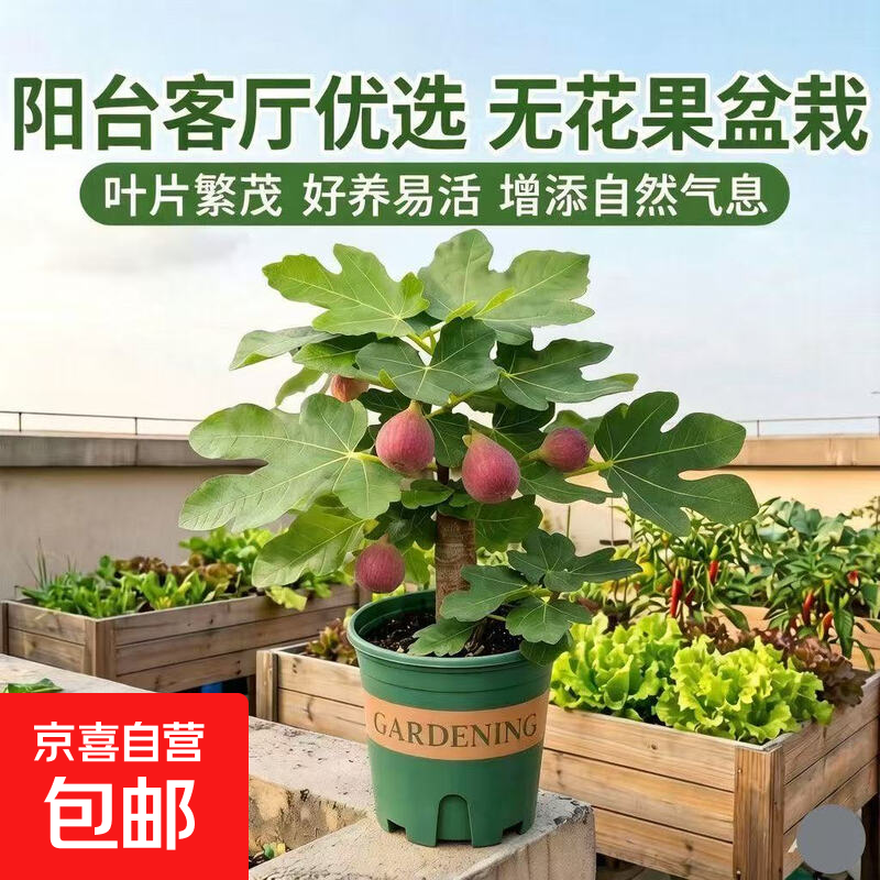 波姬红无花果树苗盆栽地栽四季种植当年结果带盆带土带叶发货 波姬红【原盆原土 当年结果】
