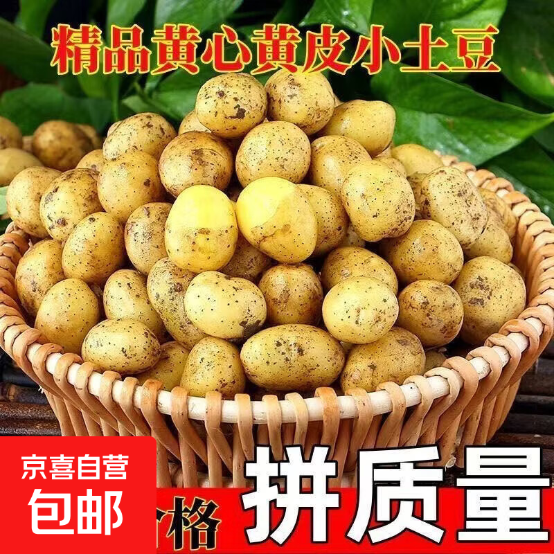 原生态云南黄皮黄心土豆 农家自种洋芋 当季新鲜马铃薯批发蔬菜 软糯黄皮土豆 小果带箱2斤