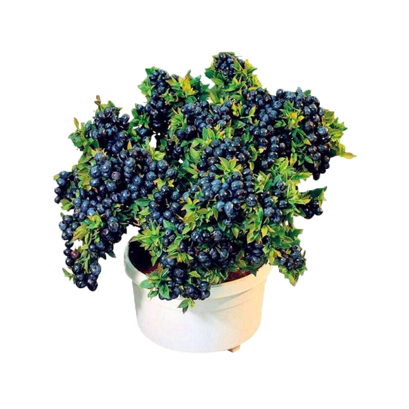 京东百亿补贴：欧悟 OUWU 欧悟 蓝莓苗 蓝莓树苗 奥尼尔4年苗 50cm-70cm