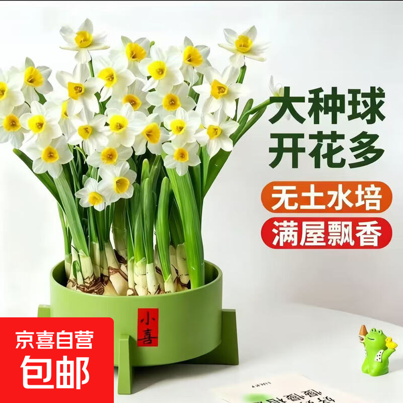 【含盆】漳州水仙花种球水培水养花卉植物室内花冬季好养绿植盆栽 基地直发1颗小球周长8cm+【开花2-3朵】+营养液