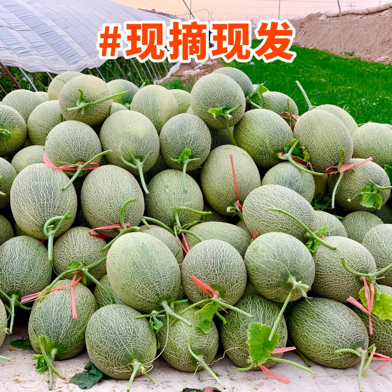 【新疆直发】正宗新疆哈密瓜西州蜜25号网纹瓜老汉甜瓜整箱吐鲁番 8-9斤2-3枚【西州蜜25号】 新疆直发【顺丰快递】】