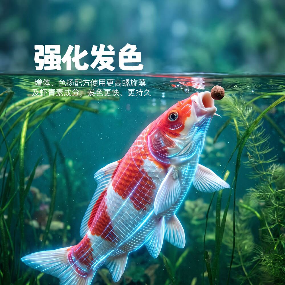 锦鲤专用饲料高蛋白上浮鱼粮红白介子大正昭和三色发色鱼食 38%蛋白-色扬配方(≈9.0mm)2kg*1袋