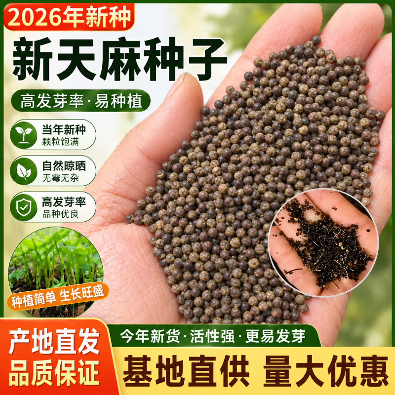 精品天麻新种籽天麻籽天麻种子盆栽易种室外植物 天麻种子约300粒