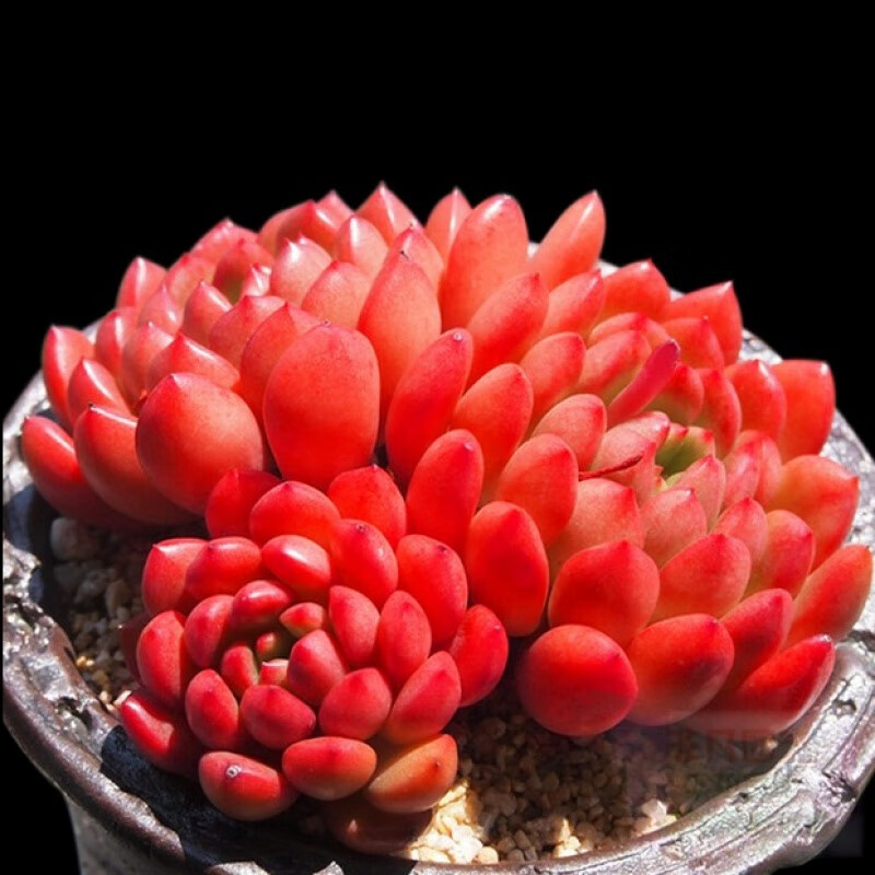 多肉植物组合盆栽绿植花卉 多肉植物含盆 多肉 西瓜红