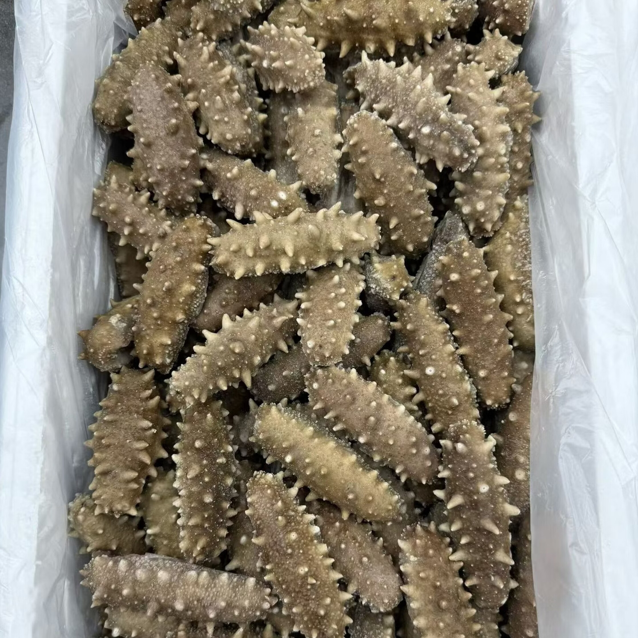 辽参底播即食海参大连海参独立包装鲜食海参生鲜食材底播海参 鲜食【1斤】12-15只