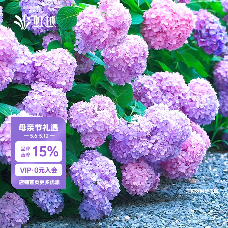 虹越（HONGYUE）绣球花盆栽苗大苗 无尽夏花手鞠阳台花园庭院盆栽绣球花卉 【大花绣球】“无尽夏” 2加仑盆栽