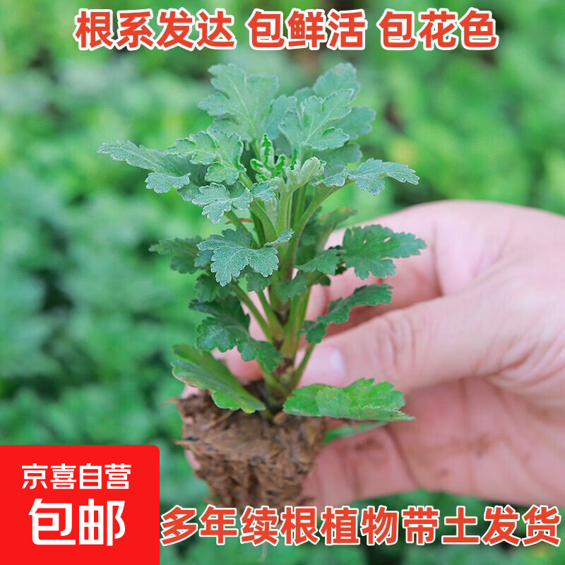 菊花苗小苗带土球盆栽千头菊雏菊秋菊大花室内外绿植花卉多年生 菊花苗1棵【花色随机】 不含盆