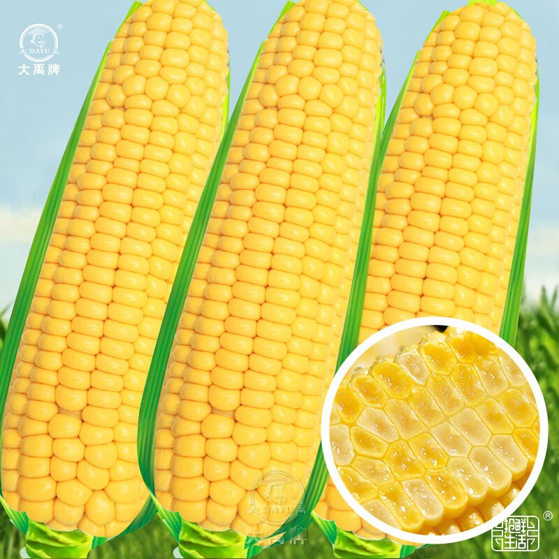 大禹水果玉米种子大全粘甜糯农科院黄糯高产杂交早熟南方蔬菜春季 美