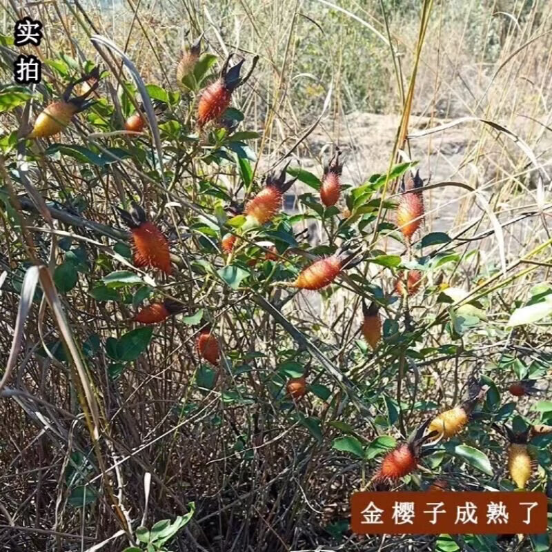 南京同仁堂大埔特产金樱膏自制梅州特产柴火熬制野生金樱膏 金樱膏三瓶【3斤】 1500g*3瓶