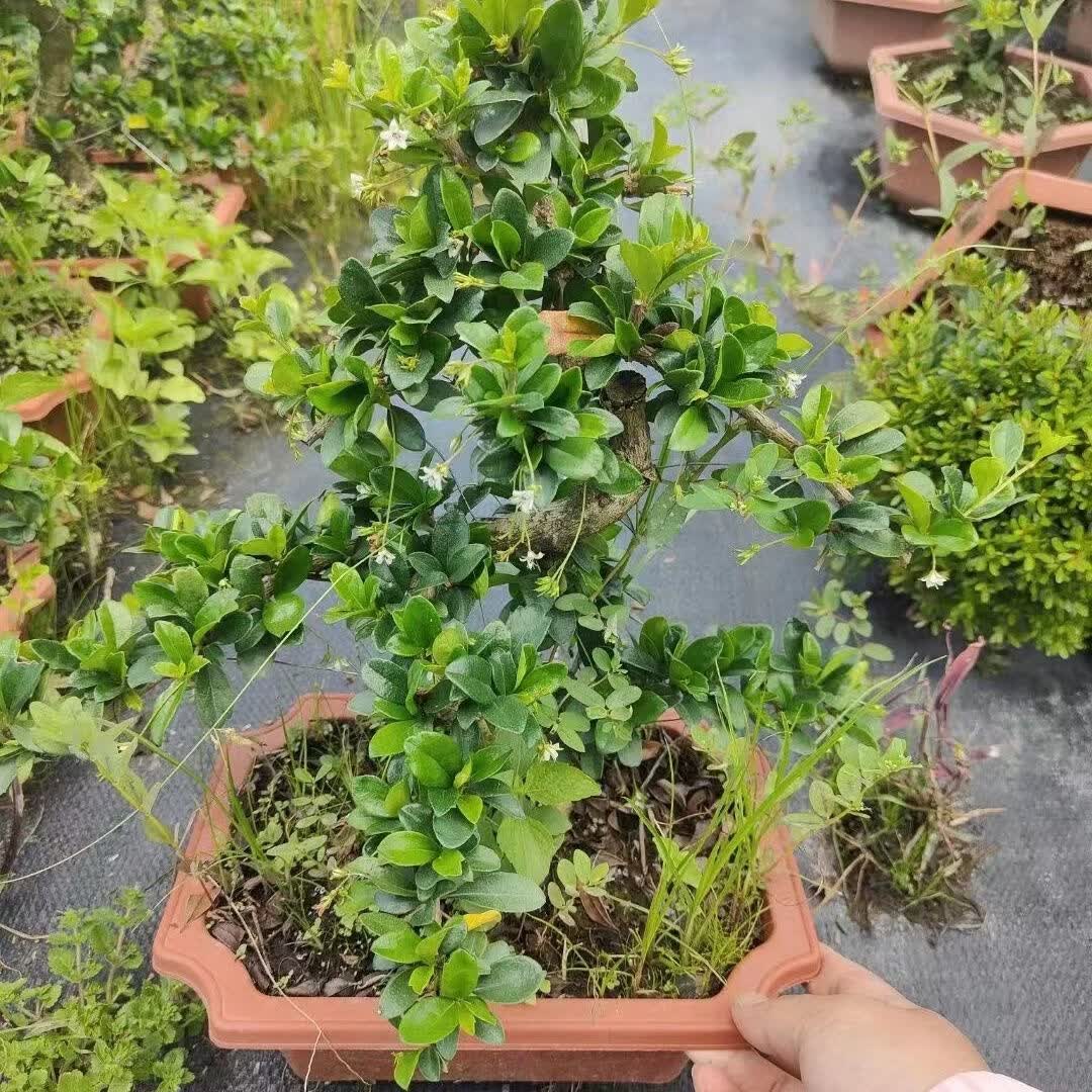 蓝谷花语s型福建茶老桩盆栽客厅好养禅意绿植花卉四季常绿植物办公桌桌摆 中号提根S款老桩福建茶原盆(35-45厘米高) 含盆正品热卖