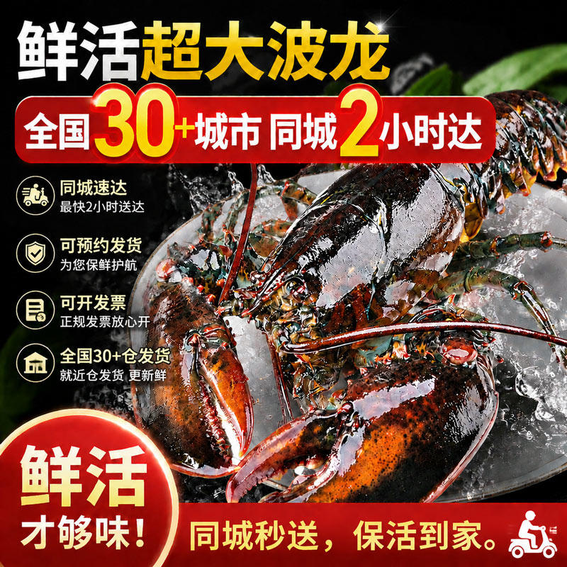 喵和渔【活鲜】鲜活波士顿龙虾大龙虾波龙加拿大进口虾类活虾海鲜生鲜 500-550g/2只【净重】