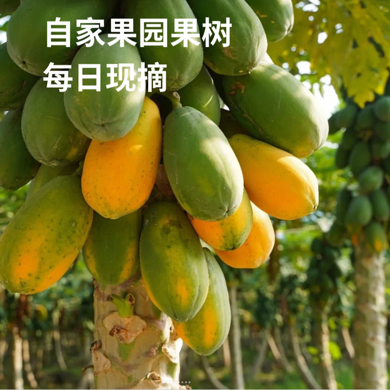 正鲜季（ZHENGXIANJI）红心木瓜树上熟牛奶木瓜新鲜现摘当季水果整箱批发青皮木瓜水果 5斤 | 实惠装