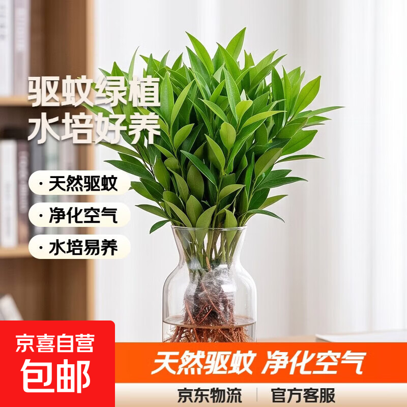 渠道专享驱蚊竹柏水培植物大棵绿植花卉客厅办公室内桌面盆栽好养 精品驱蚊竹柏：高20-25cm【10棵】不含瓶