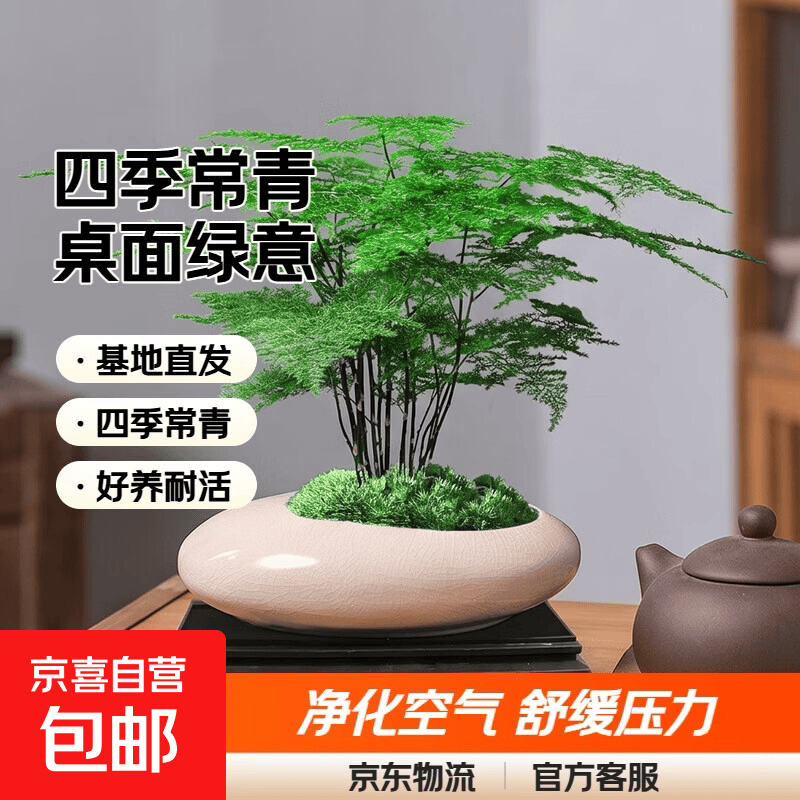文竹盆栽植物室内花卉盆景客厅办公室桌面小绿植好养云竹四季常青 精品文竹+船型冰裂盆+底托+苔藓