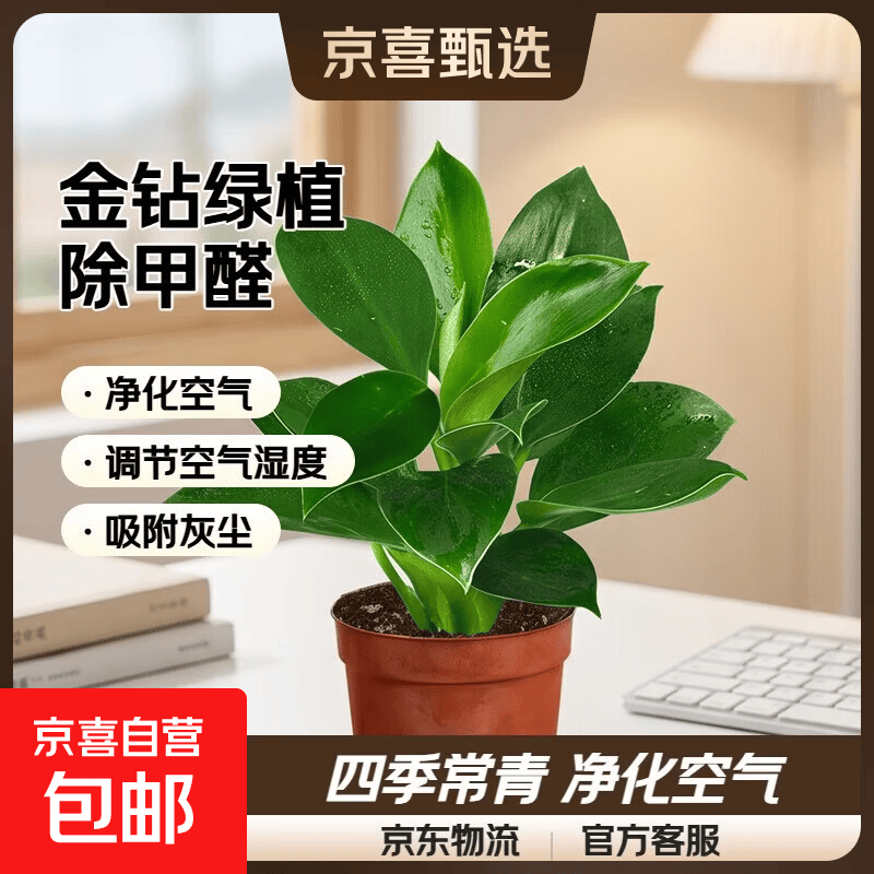 唫钻基地原盆1盆 2.99元，単杆发财树舍得盆 4.99元，九里香鱼缸盆1盆 6.99元 - 86线报